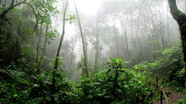 The Influence of Rainforest World Music Festival in Malaysia